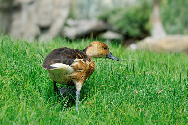 Duck walking  on the grass Stock photo © Pilgrimego