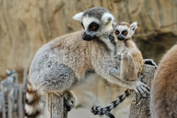 Madagascar's ring-tailed lemur  with the small cub on a back. Stock photo © Pilgrimego