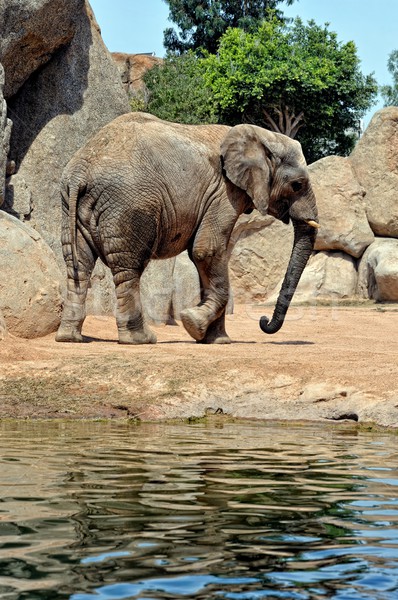 Elefant african natural mediu bio parc Valencia Imagine de stoc © Pilgrimego