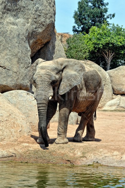 Afrikai elefánt természetes környezet bio park Valencia Stock fotó © Pilgrimego