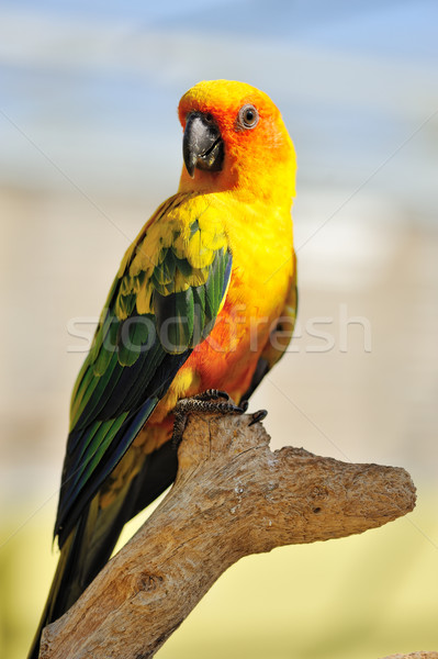 Tropicales jaune perroquet vert ailes séance [[stock_photo]] © Pilgrimego