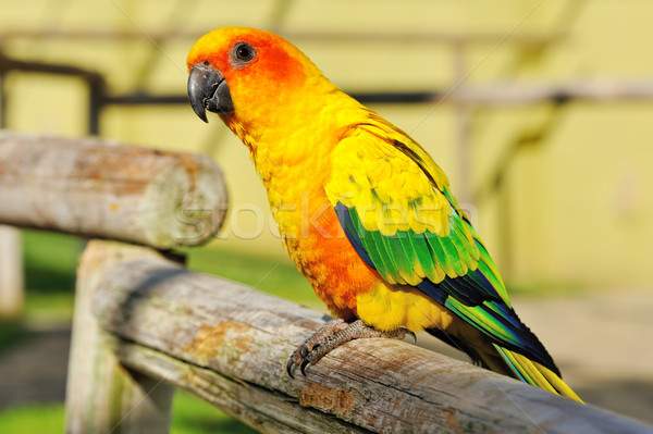 Tropical yellow parrot with green wings, Stock photo © Pilgrimego