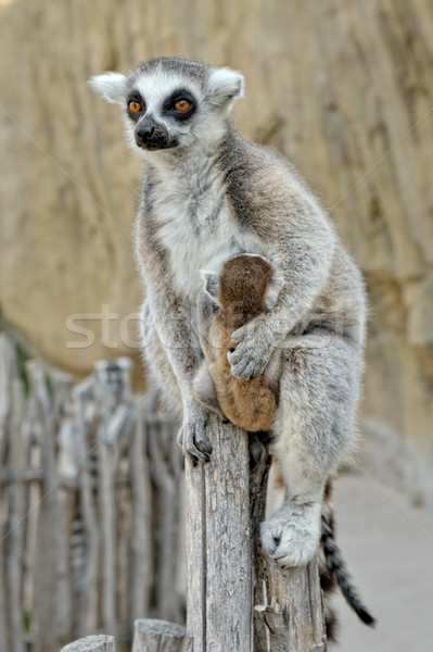 Klein welp Maakt een reservekopie baby buitenshuis schieten Stockfoto © Pilgrimego