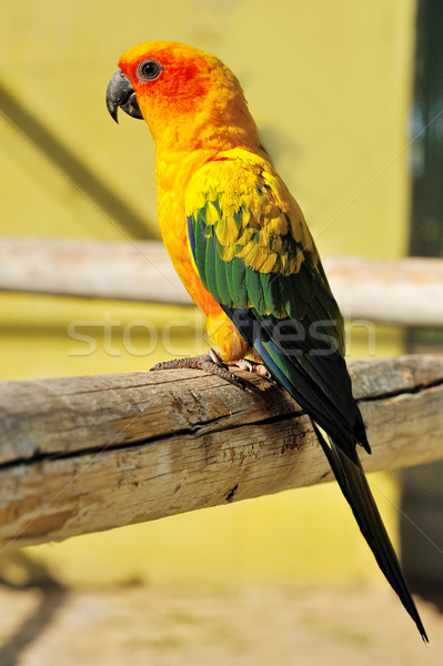 Trópusi citromsárga papagáj zöld szárnyak ül Stock fotó © Pilgrimego
