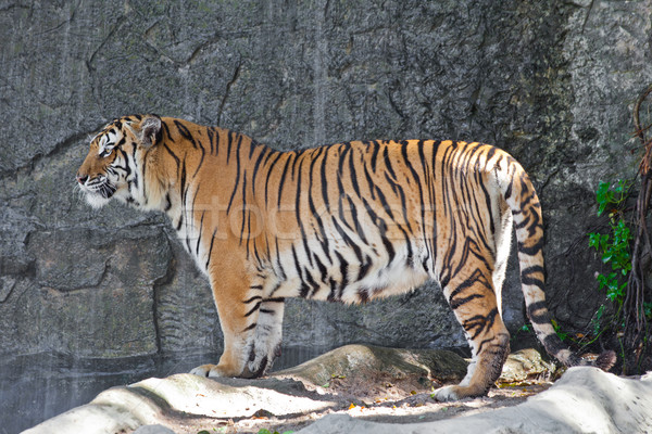 Siberian Tiger in a zoo Stock photo © pinkblue