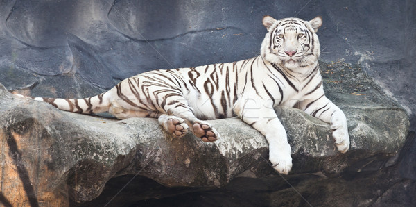 ストックフォト: 白 · 虎 · 岩 · 動物園 · 猫 · 暗い