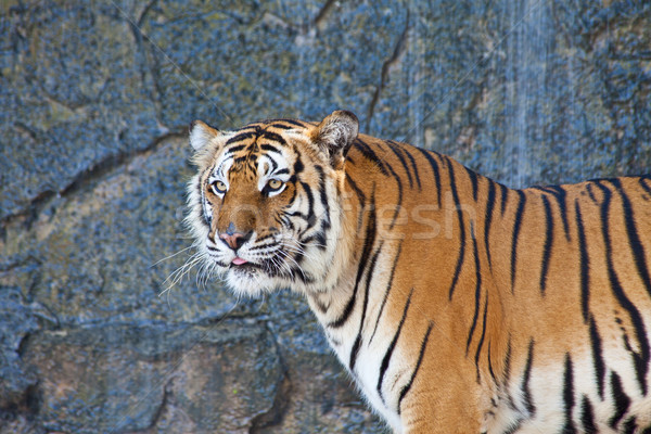 Close up Siberian Tiger in a zoo Stock photo © pinkblue