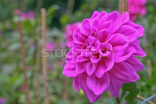 Violet dahlia bloementuin voorjaar blad groene Stockfoto © pinkblue