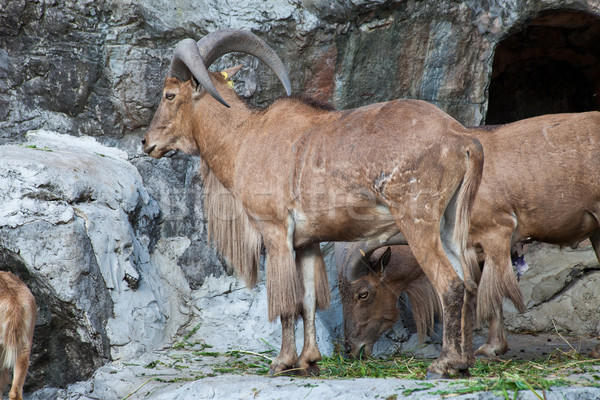 Barbary sheep Stock photo © pinkblue