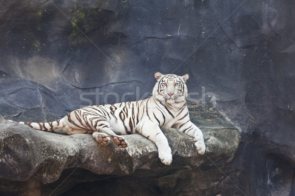 Fehér tigris kő állatkert erdő pihen Stock fotó © pinkblue
