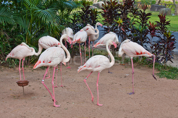 Flamingó állatkert víz madár állat rózsaszín Stock fotó © pinkblue