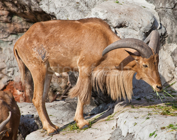 barbary sheep Stock photo © pinkblue
