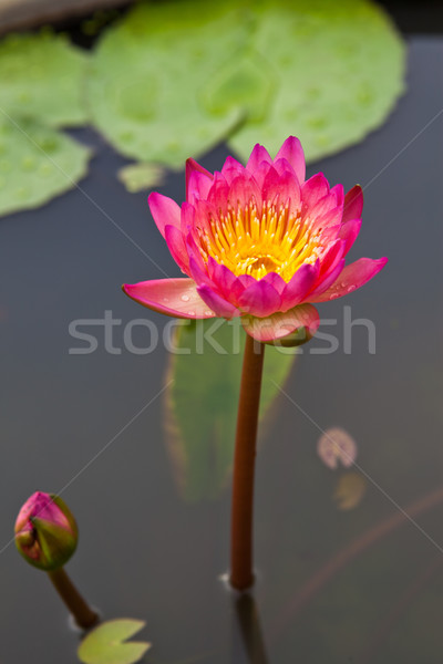 Gyönyörű virág rózsaszín lótusz citromsárga virágpor Stock fotó © pinkblue