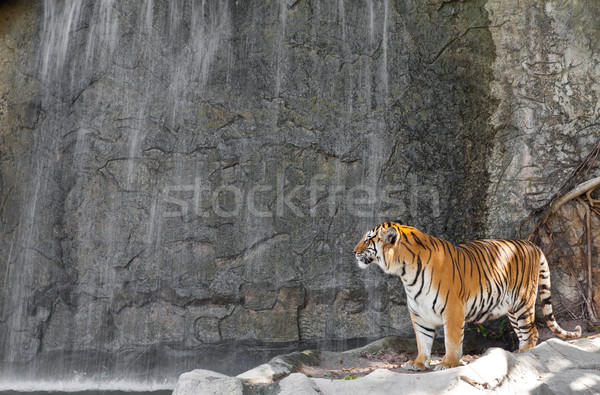 Siberian Tiger in front of the waterfall in a zoo  Stock photo © pinkblue