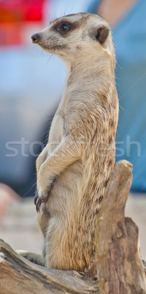 Szemek sivatag anya száj férfi afrikai Stock fotó © pinkblue
