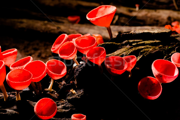 Closeup Fungi cup red mushroom or wineglass mushroom in Thailand Stock photo © pinkblue