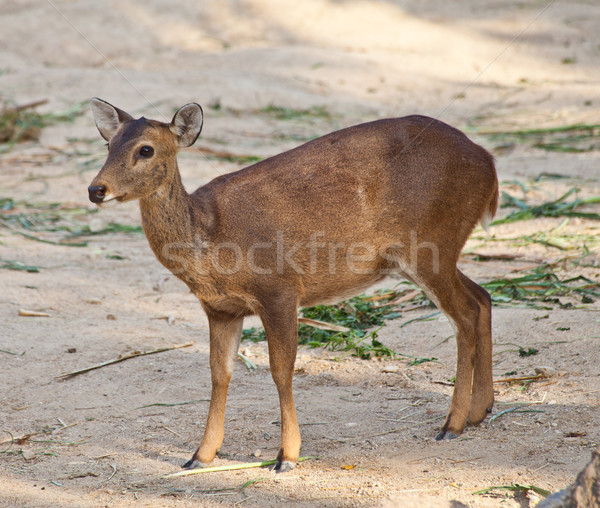 Eld's Deer Stock photo © pinkblue