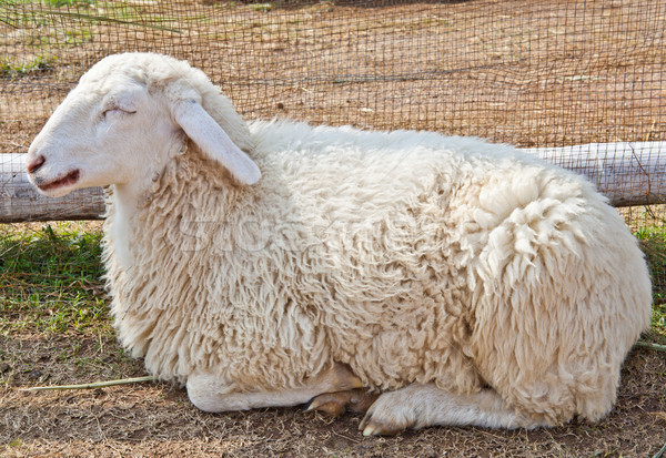 Sleepy sheep in a farm Stock photo © pinkblue