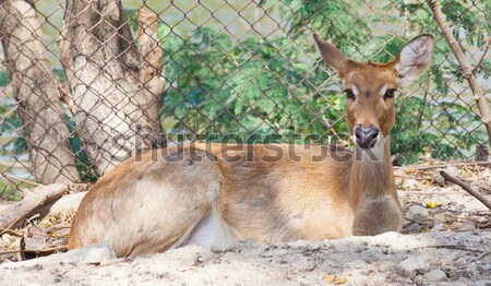 Eld's Deer Stock photo © pinkblue