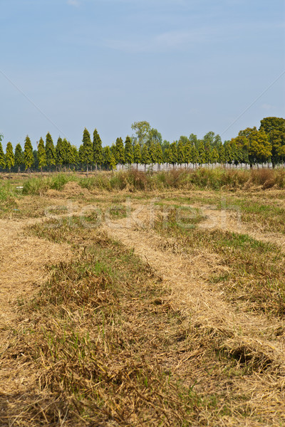 Prepared rice field in Thailand Stock photo © pinkblue
