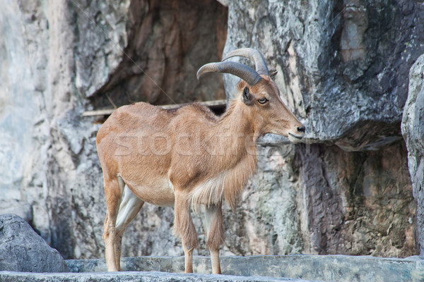 barbary sheep Stock photo © pinkblue
