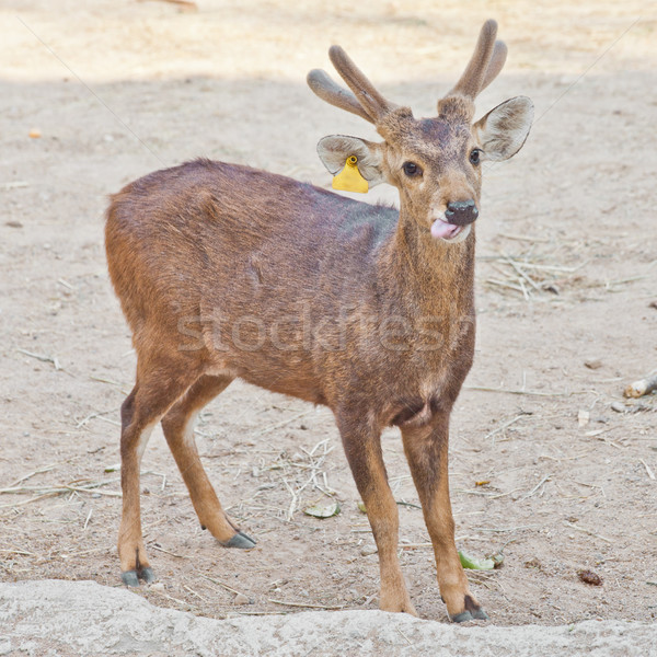 Eld's Deer Stock photo © pinkblue