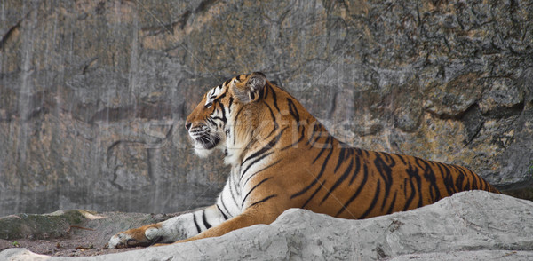 Stock photo: Sleepy Siberian Tiger resting in a zoo