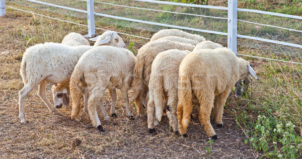 Sheep in a farm Stock photo © pinkblue