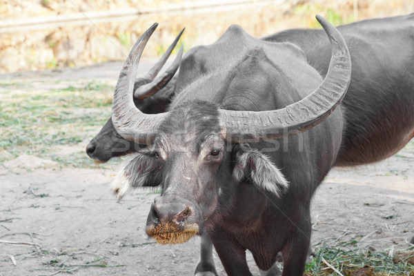 Water buffalo in a zoo Stock photo © pinkblue
