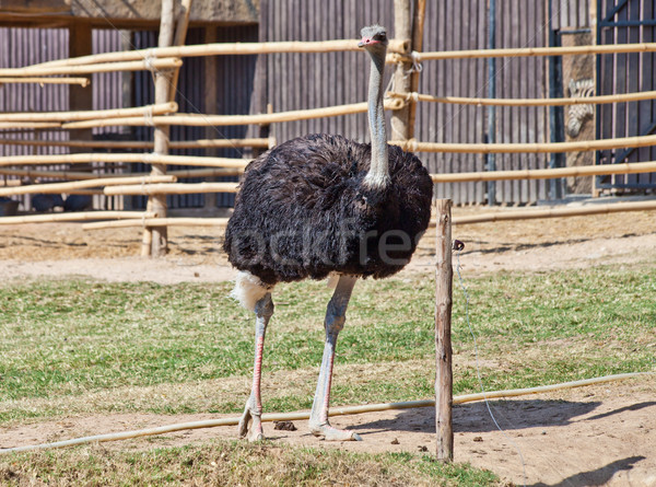 Avestruz jardim zoológico família natureza deserto verão Foto stock © pinkblue