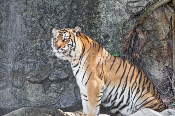 Siberian Tiger in a zoo Stock photo © pinkblue