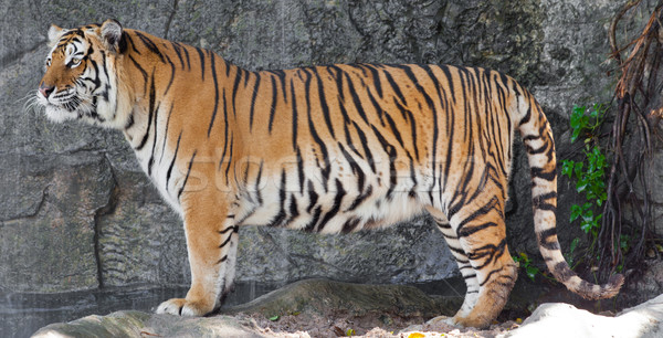 Siberian Tiger in a zoo  Stock photo © pinkblue