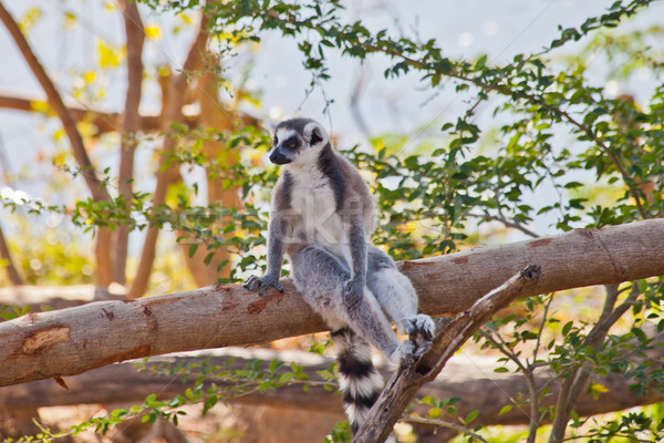 ring-tailed lemur Stock photo © pinkblue