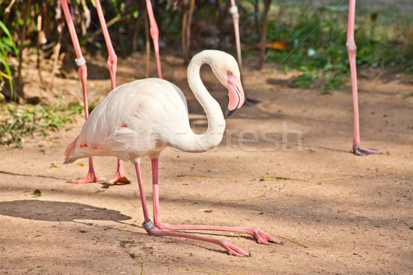 Flamingo in a zoo Stock photo © pinkblue