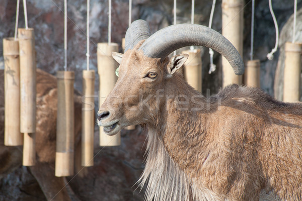 barbary sheep Stock photo © pinkblue