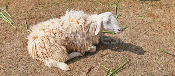 Sleepy sheep in a farm Stock photo © pinkblue