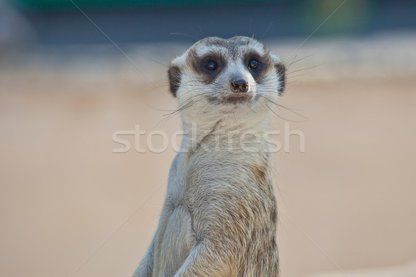 Natur Wüste Mund Afrika Wache cute Stock foto © pinkblue