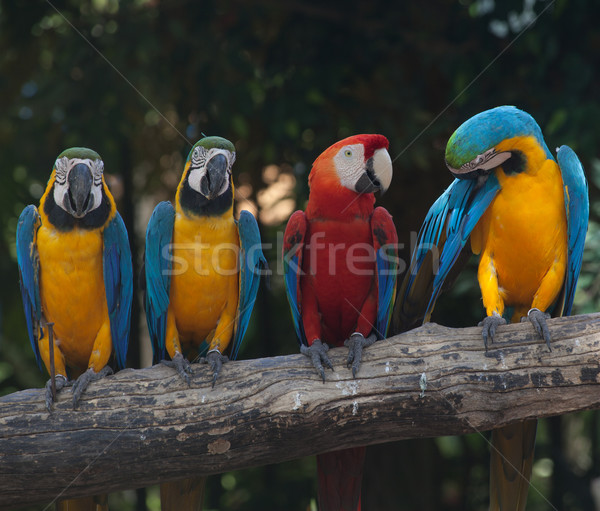 Coloré nature oiseau bleu plumes tropicales [[stock_photo]] © pinkblue