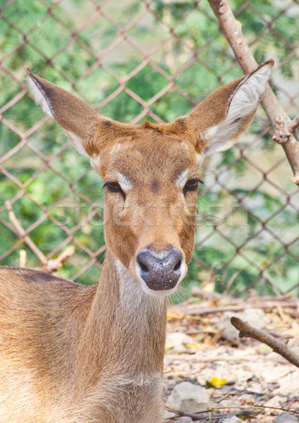 Eld's Deer Stock photo © pinkblue