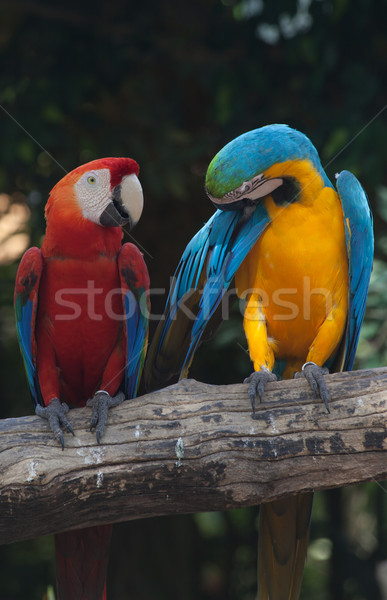 Coloré nature oiseau bleu plumes tropicales [[stock_photo]] © pinkblue