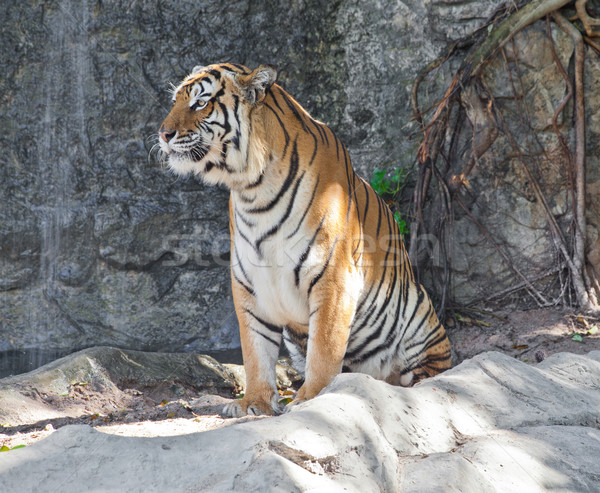 Stock photo: Siberian Tiger in a zoo