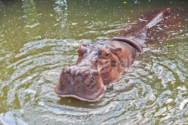 Hipopotam grădină zoologică zâmbet soare lumina portret Imagine de stoc © pinkblue