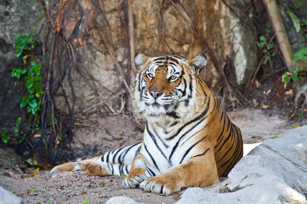 Siberian Tiger resting in a zoo Stock photo © pinkblue