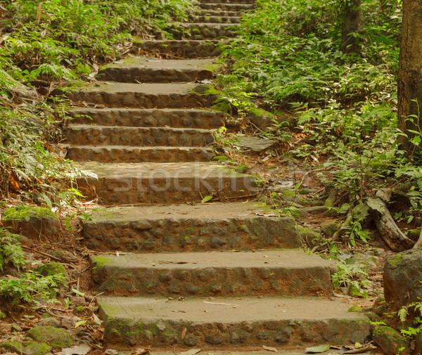 Stone stairs in a forest Stock photo © pinkblue