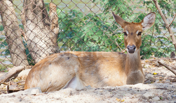 Eld's Deer Stock photo © pinkblue