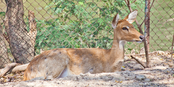 Eld's Deer Stock photo © pinkblue
