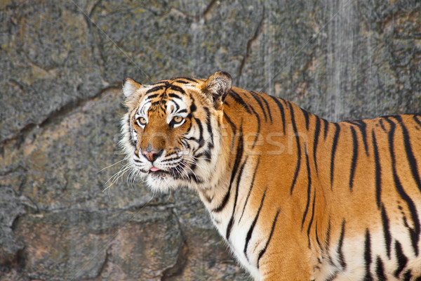 Close up Siberian Tiger in a zoo  Stock photo © pinkblue