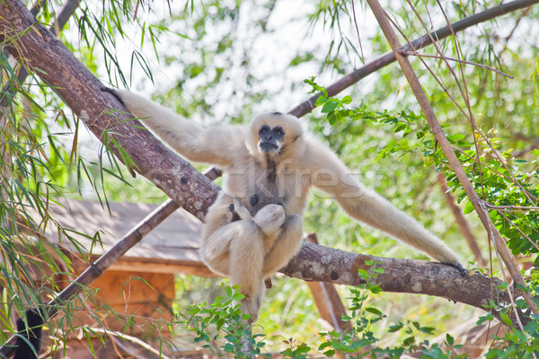 Precious specimen of Gibbon of golden cheeks with baby Stock photo © pinkblue