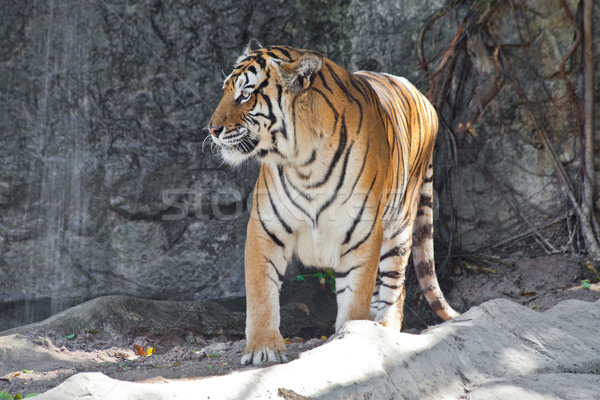 тигр зоопарке тело оранжевый голову животного Сток-фото © pinkblue