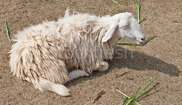 Sleepy sheep in a farm Stock photo © pinkblue